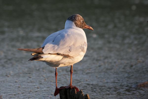 Délutáni szundikálás