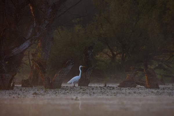 Séta a fák között