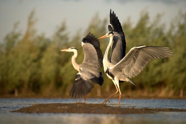 Balett óra /vagy párostánc/