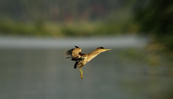 TÖRPEGÉM- KAPJ EL, HA TUDSZ !