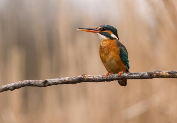 Kingfisher