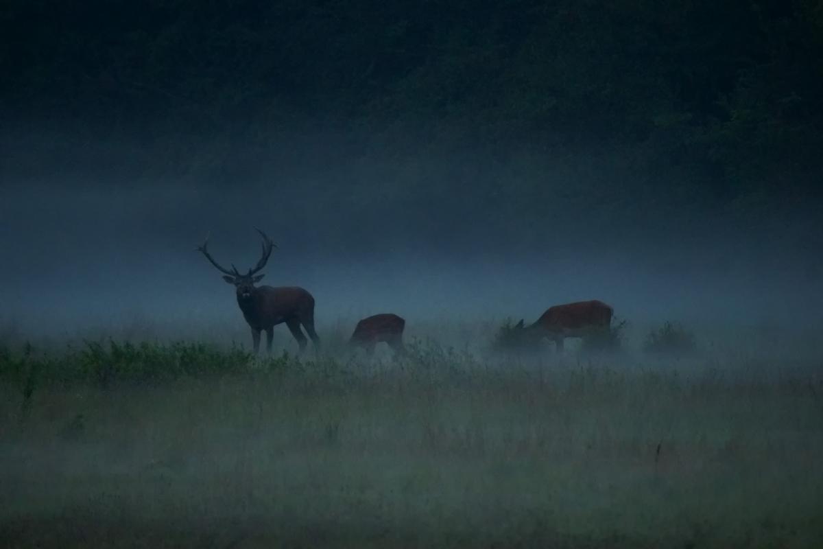 Kalmár Lajos Gábor