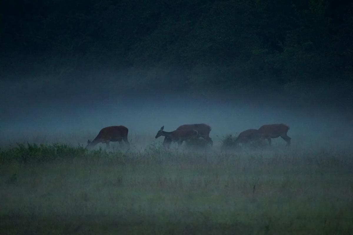 Kalmár Lajos Gábor