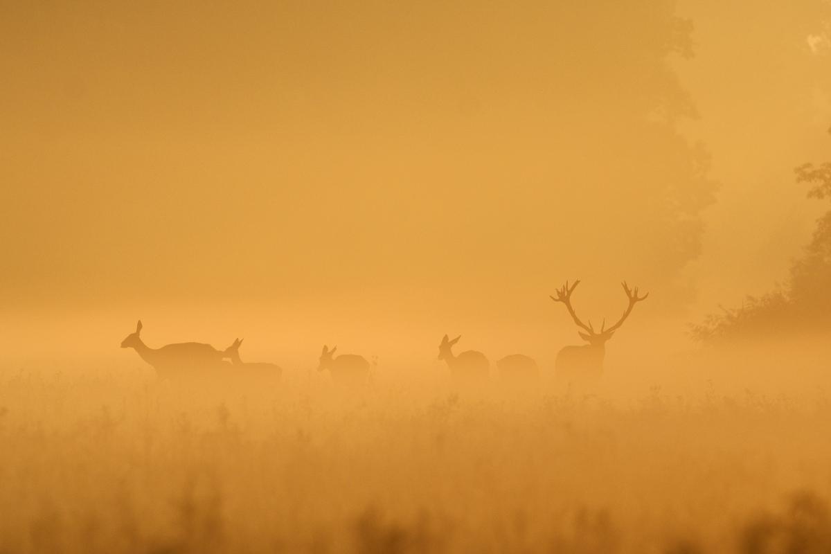 Násfayné Kőházi Mária
