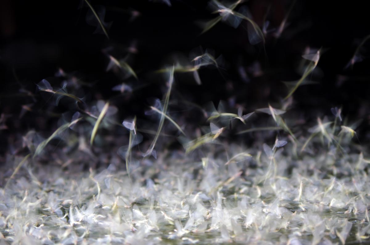 Dr. Farkas Alexandra