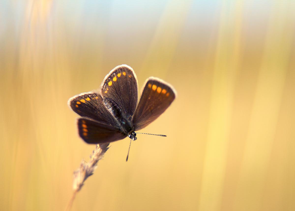 Erdélyiné Csorba Edit