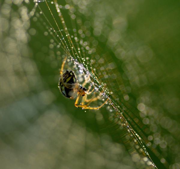 A hálószövés mestere