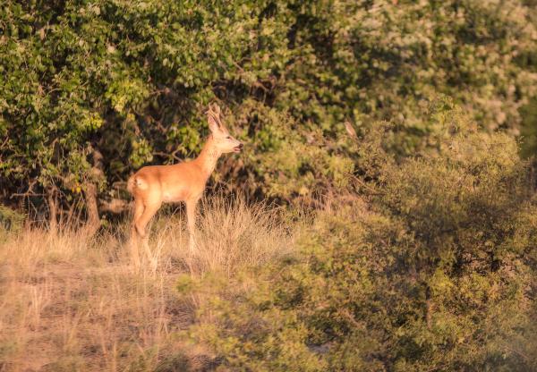 Kismadár, nem látod te sem ki hívott?