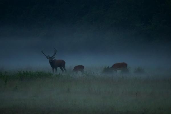 Amikor leszáll a köd...