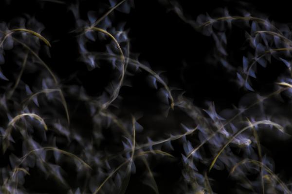 Dunai &quot;rózsa&quot; virág