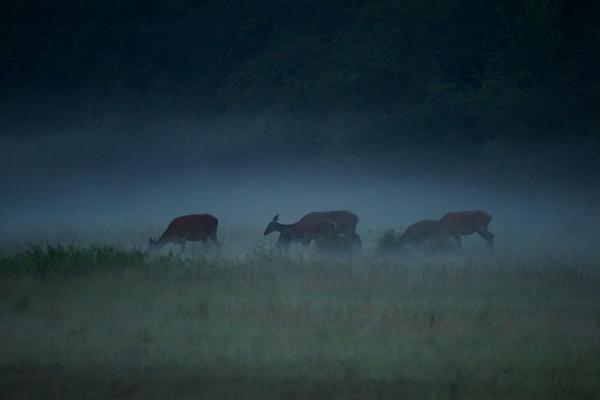 Alkonyat teremtményei