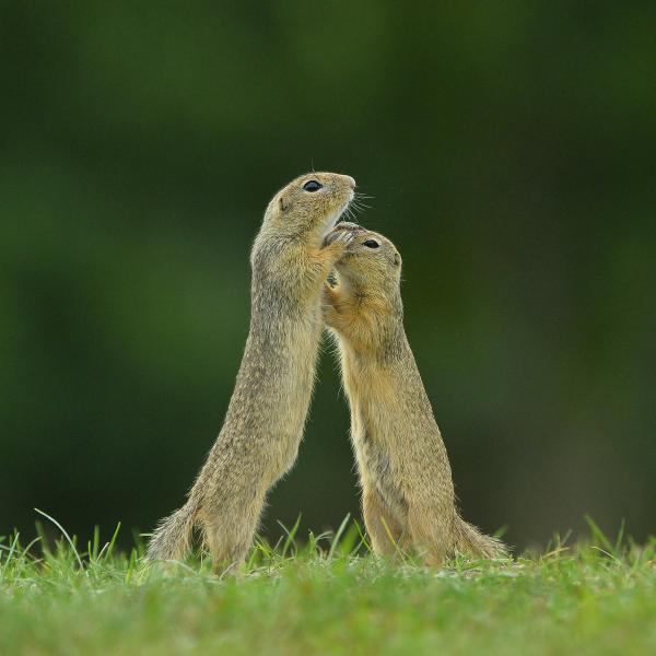 Nyugodj meg, picinyem!