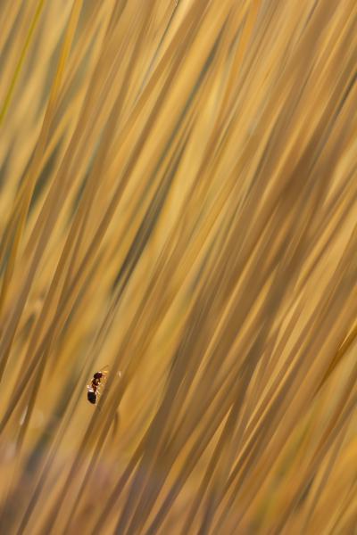 Hangya a rengetegben