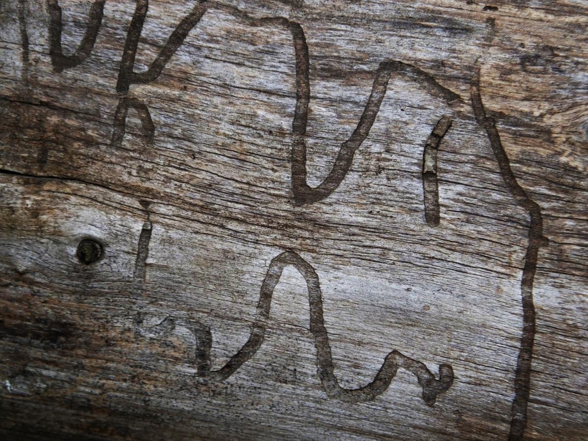 Koncz-Bisztricz Tamás