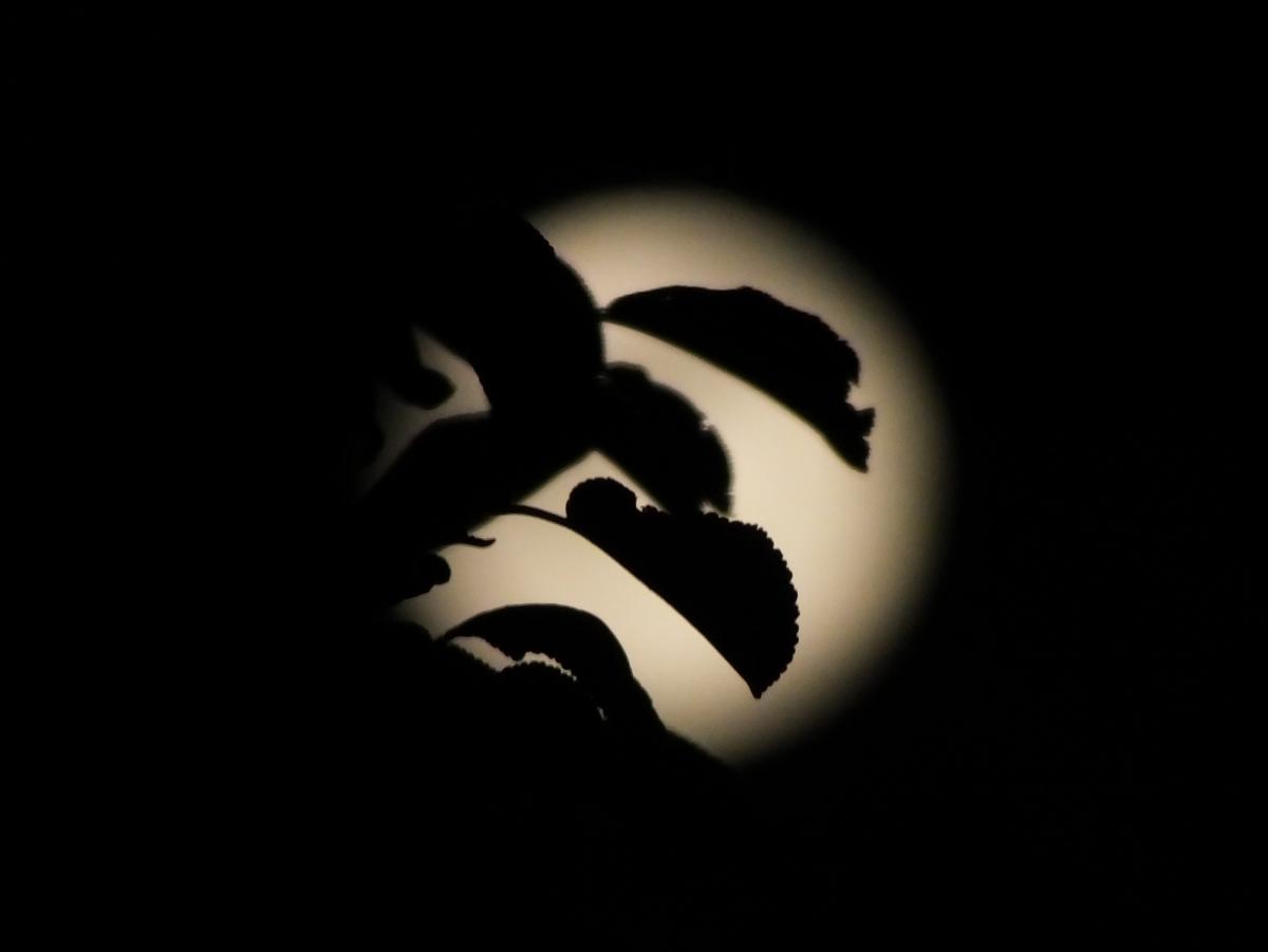 Koncz-Bisztricz Tamás