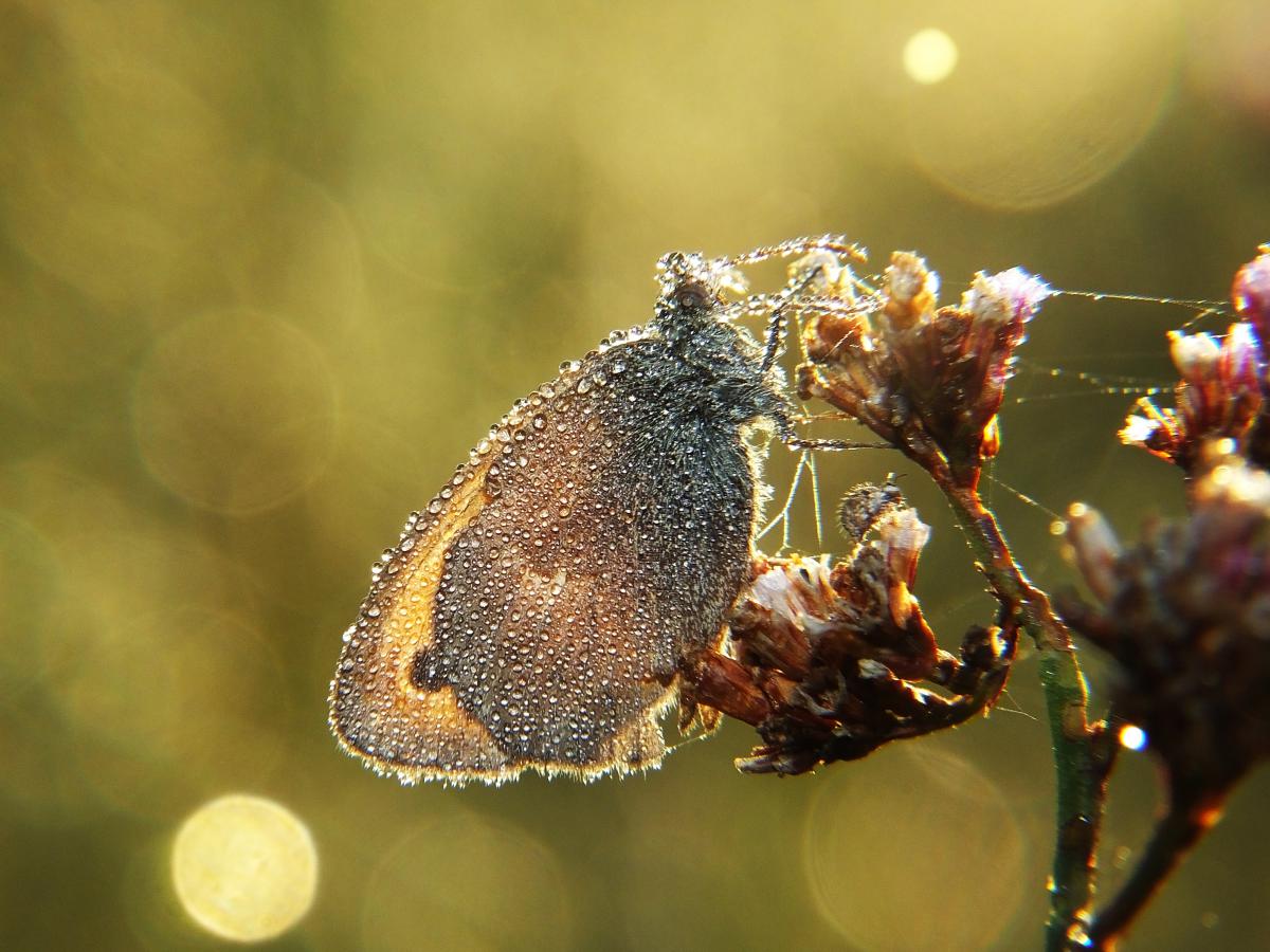 Koncz-Bisztricz Tamás