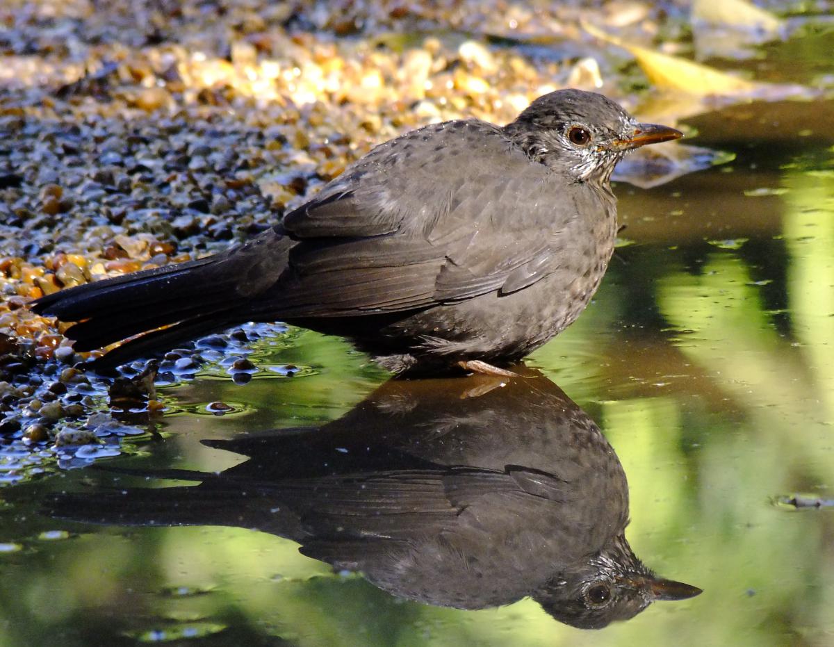 Horváth-Papp Zsuzsanna