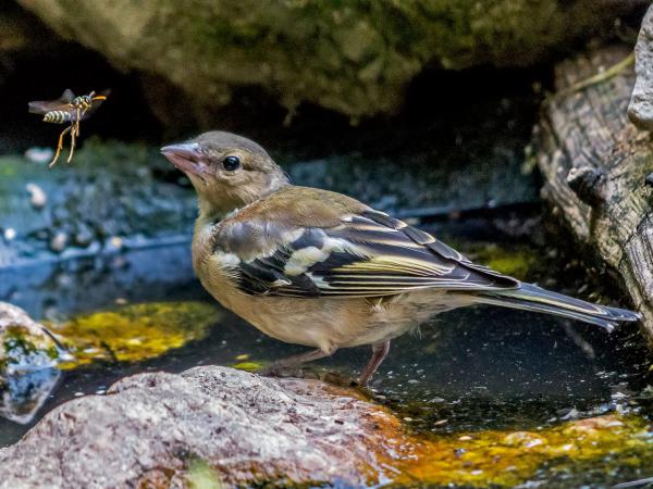 Én voltam itt előbb!