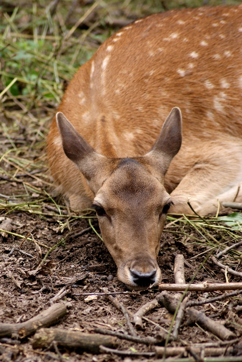 Laczkó-Magyar György
