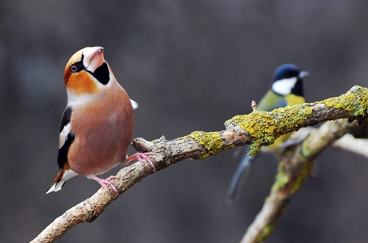 Gaál Zoltán Péter