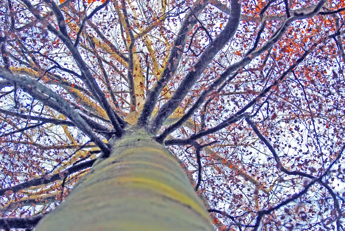 Gaál Zoltán Péter