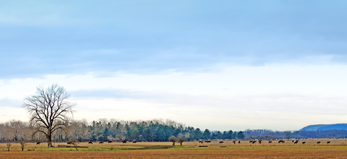 Gaál Zoltán Péter