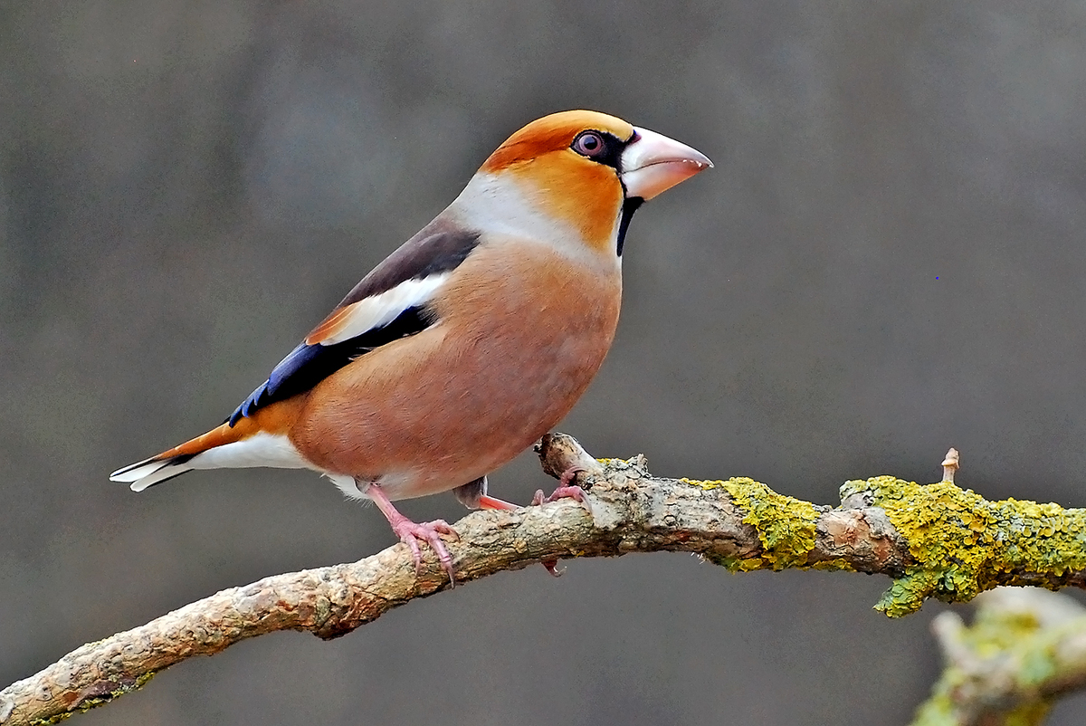 Gaál Zoltán Péter