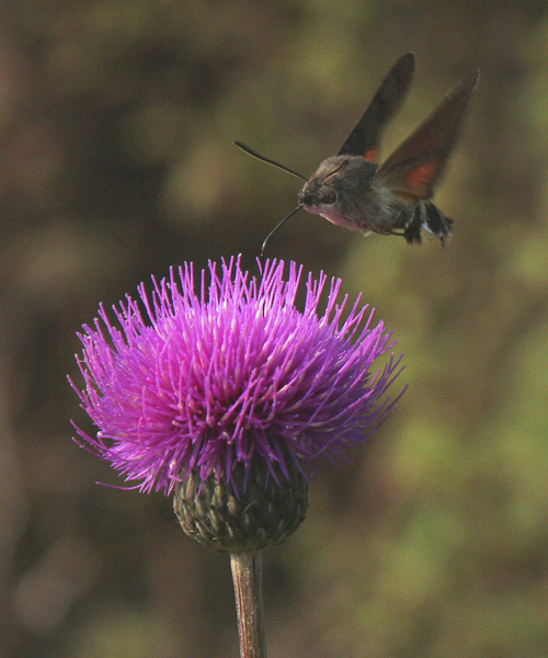 Kacsafarkú szender 2