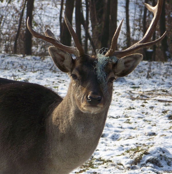 Kiállítási darab!