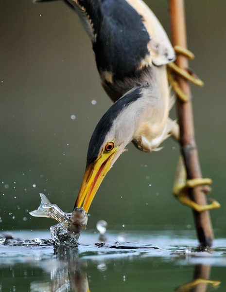Törpegém halat fog a náds