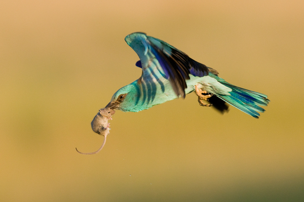 Szalakóta repül a rónaság