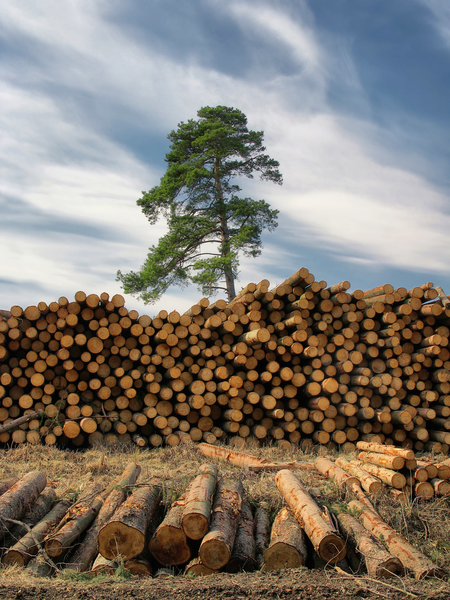 Nem látom a fától az erdő