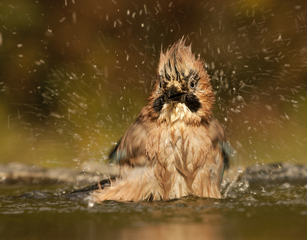 Tisztaság fél egészség