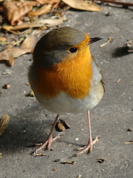 Profilból is vörösbegy