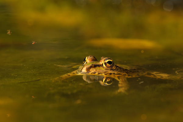 A legjobb falatra várva