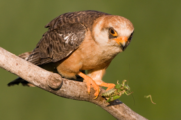 Készül a bébipapi