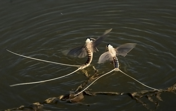 Amikor a Tisza kivirágzik