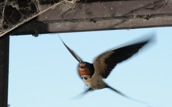 Ablakon berepülő fecske