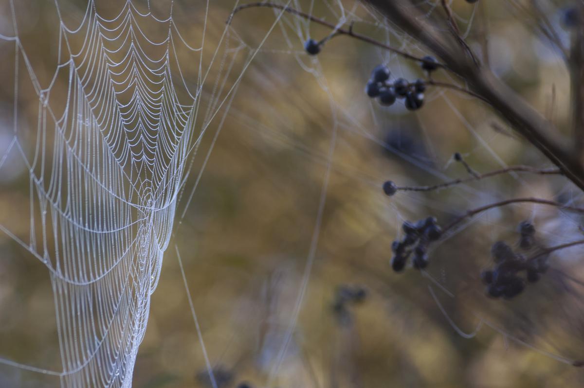 Berkesi Ágota Mirjam