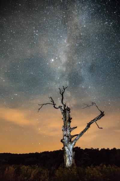 A balatonhenyei ősbükk