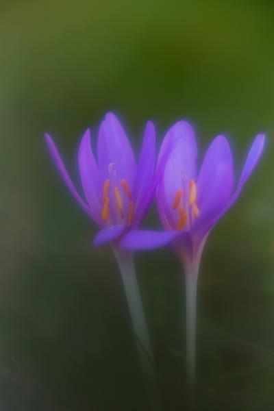 Érintés