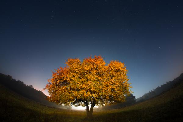 Őszi színek holdfényben