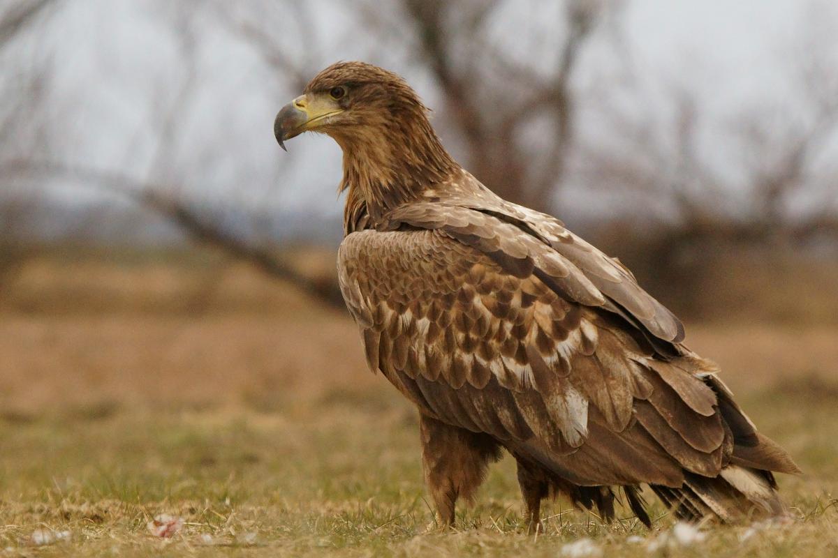 Kalmár Lajos Gábor