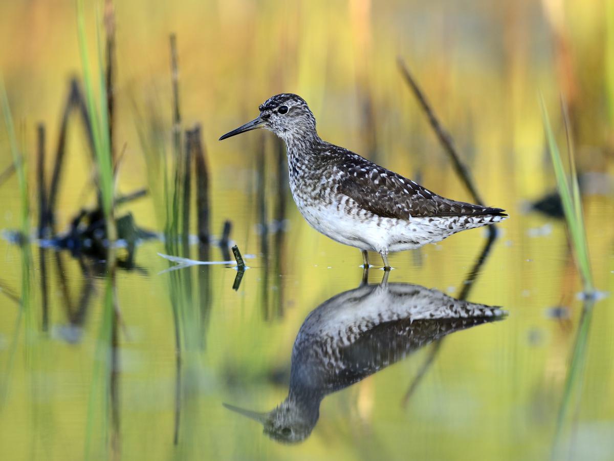 Násfayné Kőházi Mária