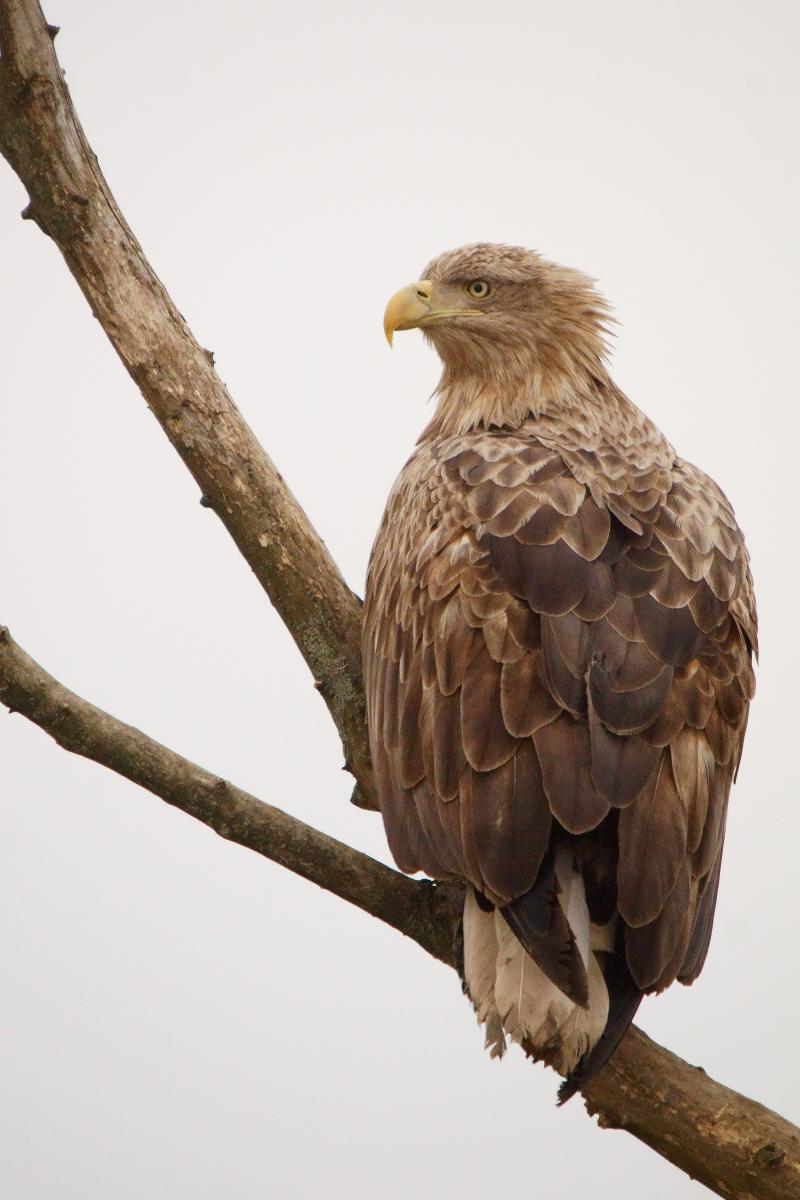 Kalmár Lajos Gábor