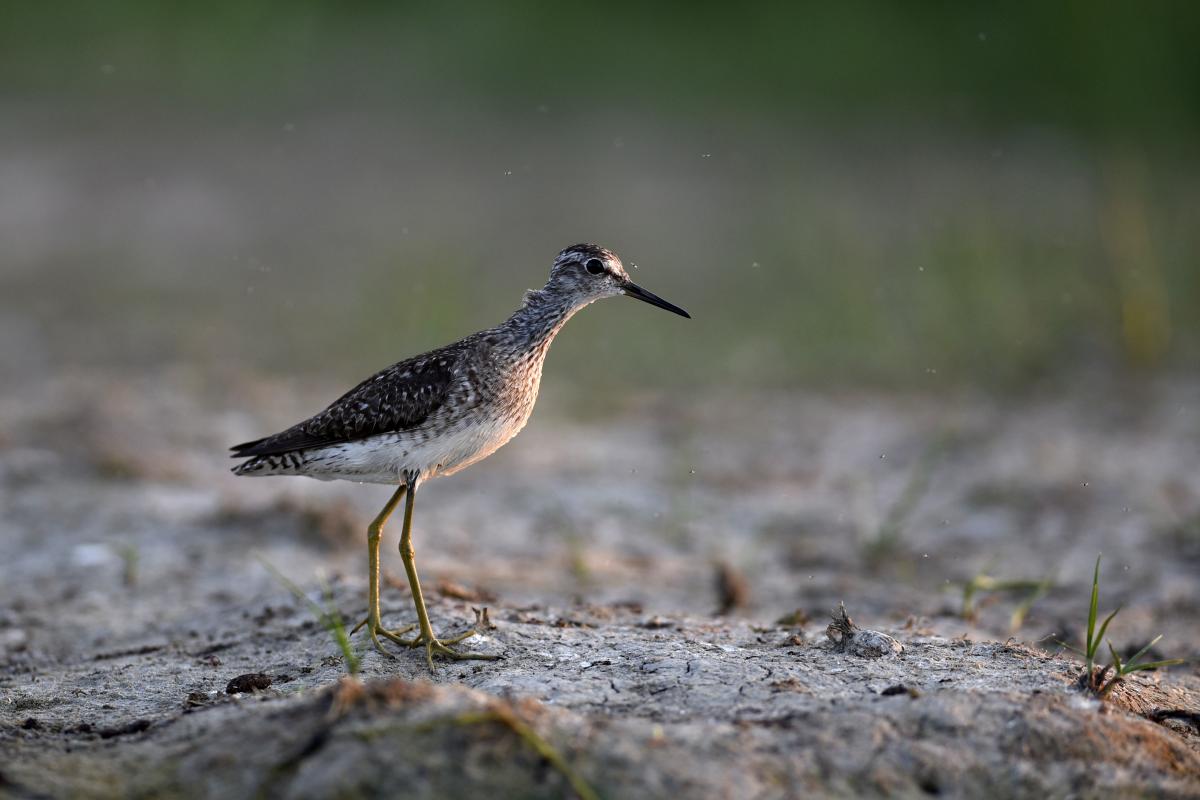 Násfayné Kőházi Mária