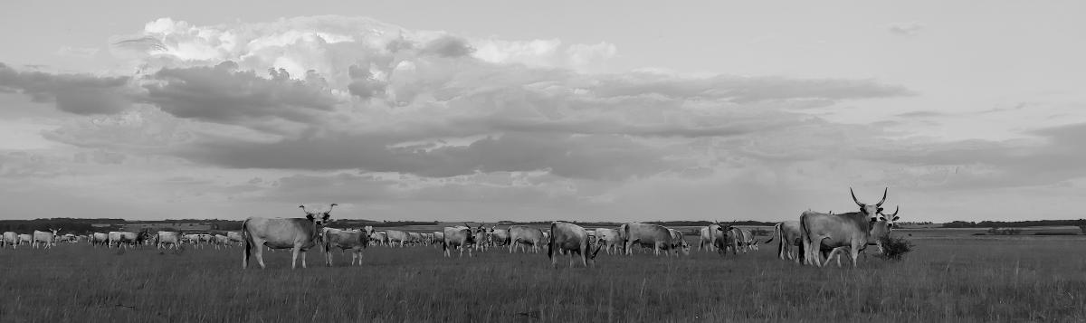 Gaál Zoltán Péter