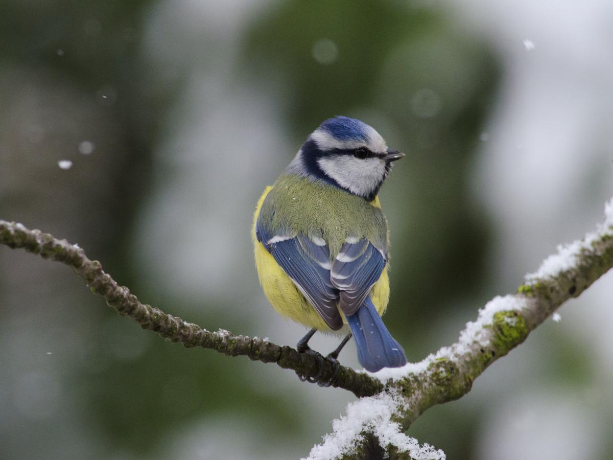 Násfayné Kőházi Mária