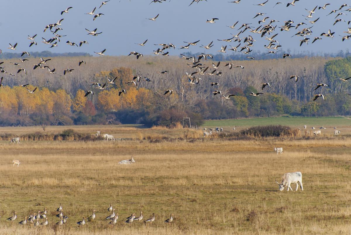 Gaál Zoltán Péter