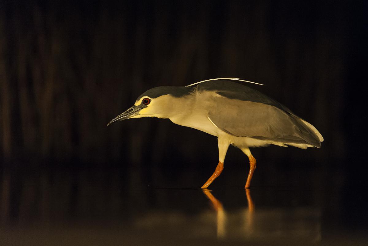 Gaál Zoltán Péter